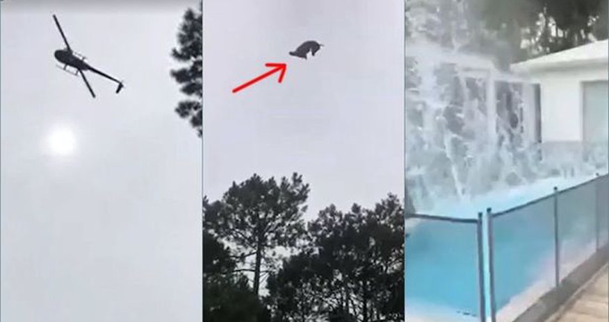 Milyonçunun hovuzuna helikopterdən heyvan atdılar – VİDEO Milyonçunun hovuzuna helikopterdən heyvan atdılar – VİDEO
