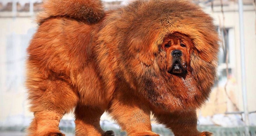Azərbaycanda 1,5 milyon manata it satılır - FOTO Azərbaycanda 1,5 milyon manata it satılır - FOTO