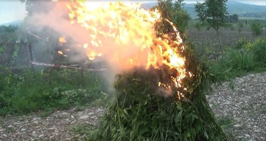 В Шеки уничтожено около тонны конопли В Шеки уничтожено около тонны конопли