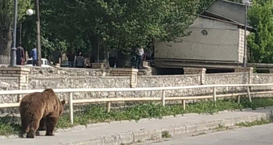 Ayıya görə nazirlik Şəkiyə mütəxəssislər göndərdi Ayıya görə nazirlik Şəkiyə mütəxəssislər göndərdi
