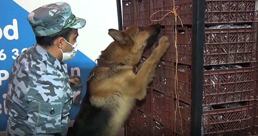 Kiyevə “badımcan” aparırdılar, 108 kq heroinlə belə saxlanıldılar -VİDEO Kiyevə “badımcan” aparırdılar, 108 kq heroinlə belə saxlanıldılar -VİDEO