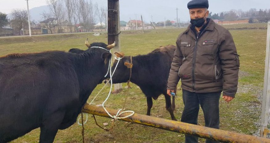 Oğuz və Qəbələdə şəhid ailələri və qazilər üçün təsərrüfatlar yaradıldı Oğuz və Qəbələdə şəhid ailələri və qazilər üçün təsərrüfatlar yaradıldı