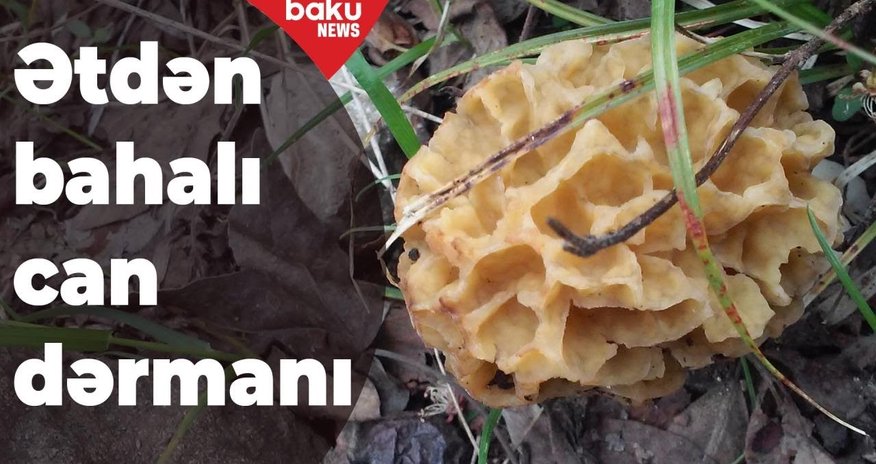 Ətdən bahalı can dərmanı - 1 kiloqramı 35 manatdır – VİDEO Ətdən bahalı can dərmanı - 1 kiloqramı 35 manatdır – VİDEO