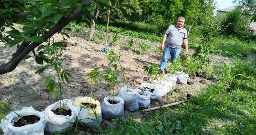 В Шабране задержали подозреваемого в культивации наркосодержащих растений - ФОТО В Шабране задержали подозреваемого в культивации наркосодержащих растений - ФОТО