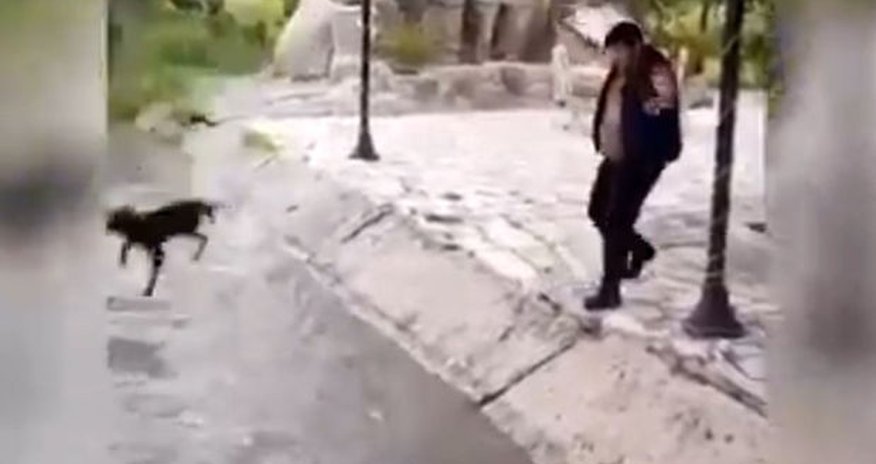 İti su kanalına atan şəxs CƏZALANDIRILDI İti su kanalına atan şəxs CƏZALANDIRILDI