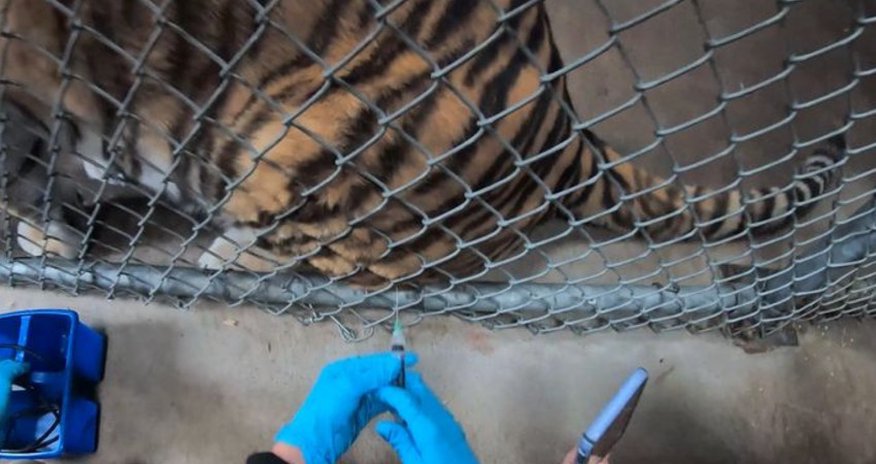 Zoos in US begin vaccinating animals against COVID Zoos in US begin vaccinating animals against COVID