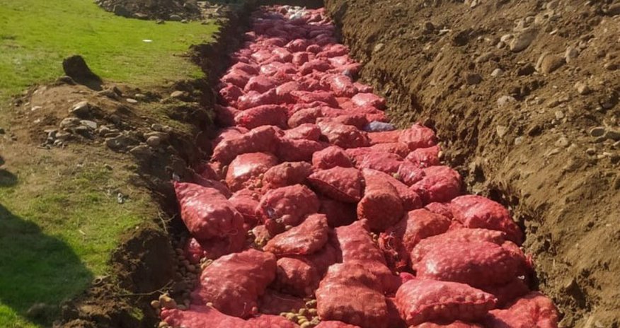 Rusiyadan gətirilən 67 ton kartof məhv edildi Rusiyadan gətirilən 67 ton kartof məhv edildi