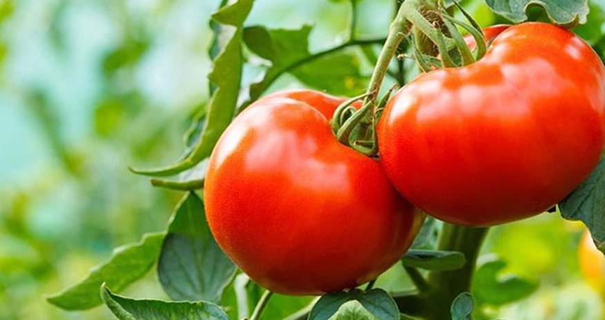 Daha 18 təsərrüfatdan Rusiyaya pomidor ixracına icazə verildi Daha 18 təsərrüfatdan Rusiyaya pomidor ixracına icazə verildi
