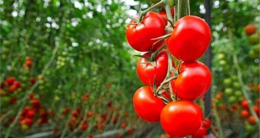 Azərbaycanda pomidor ixracı azalıb Azərbaycanda pomidor ixracı azalıb