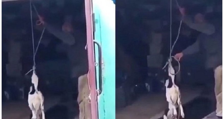 Kənd sakini iti boğaraq öldürür - DİN-dən AÇIQLAMA Kənd sakini iti boğaraq öldürür - DİN-dən AÇIQLAMA