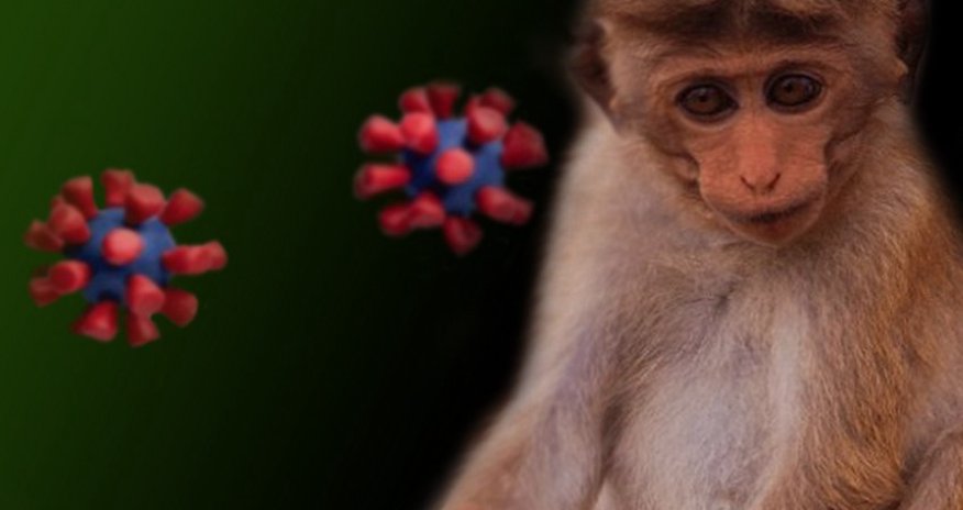 Portugal records over 150 monkeypox cases Portugal records over 150 monkeypox cases