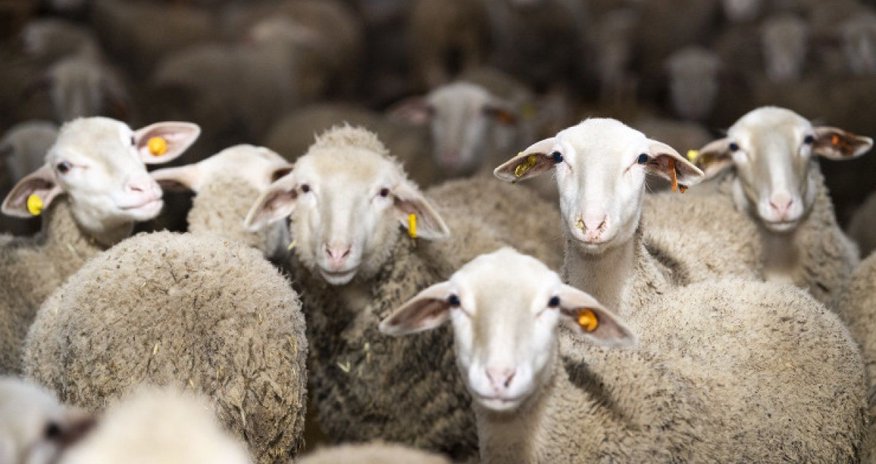 Qurbanlıq qoyunların onlayn satış yarmarkası keçiriləcək - SİYAHI Qurbanlıq qoyunların onlayn satış yarmarkası keçiriləcək - SİYAHI