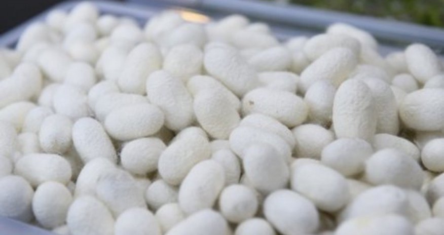 Azerbaijan starts selling cocoons to another country Azerbaijan starts selling cocoons to another country