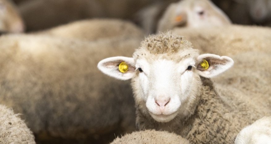 Azərbaycanda Qurban bayramıdır Azərbaycanda Qurban bayramıdır