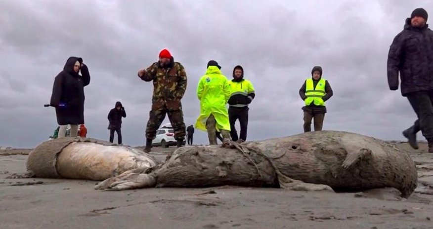 Task Force to be established on mass death of Caspian seals Task Force to be established on mass death of Caspian seals