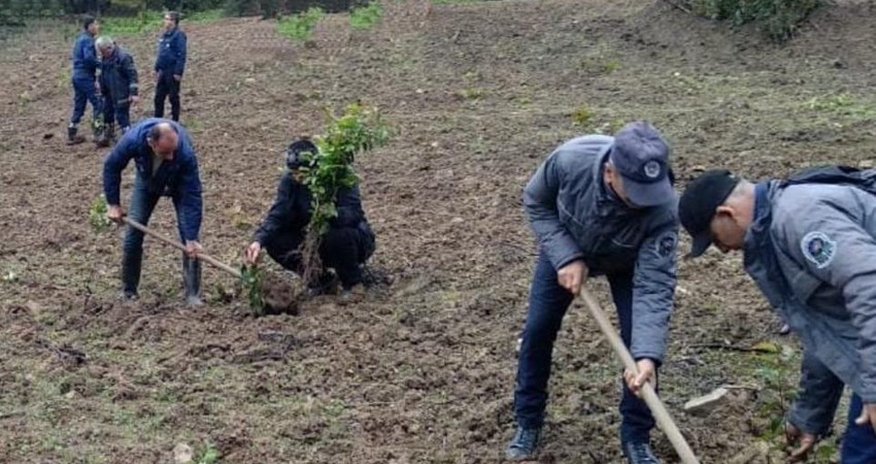 Bu il 1,5 milyon ağac əkilib Bu il 1,5 milyon ağac əkilib