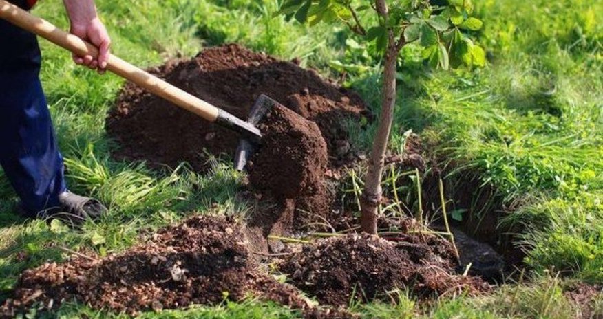Topxana meşəsinin bərpasına başlanılıb Topxana meşəsinin bərpasına başlanılıb