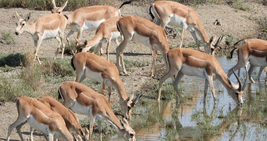 33 gazelles released into Azerbaijan's liberated territories 33 gazelles released into Azerbaijan's liberated territories