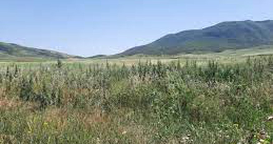 Ağdamın işğaldan azad edilmiş kəndində narkotik plantasiyaları aşkarlanıb Ağdamın işğaldan azad edilmiş kəndində narkotik plantasiyaları aşkarlanıb