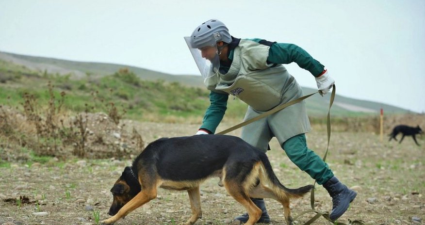 3 mine detection dogs presented to Azerbaijan National Agency for Mine Action 3 mine detection dogs presented to Azerbaijan National Agency for Mine Action