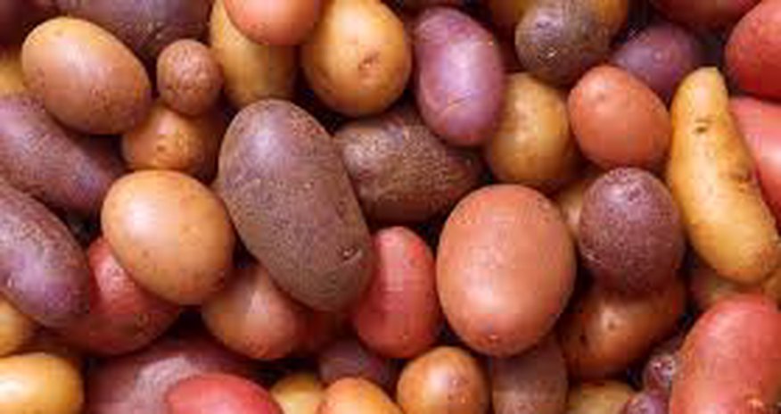 Kyrgyzstan exported 300 kg of potatoes to Azerbaijan Kyrgyzstan exported 300 kg of potatoes to Azerbaijan