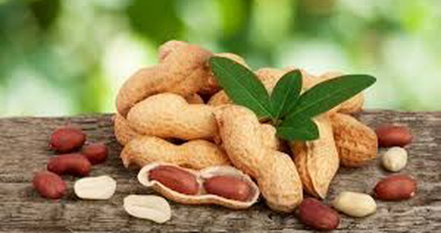 Uzbekistan exported 531.4 tonsof peanuts to Azerbaijan Uzbekistan exported 531.4 tonsof peanuts to Azerbaijan
