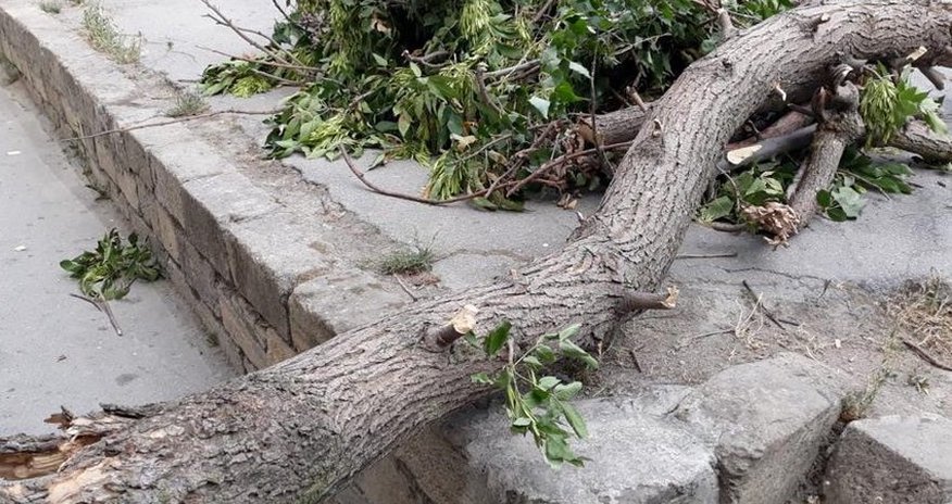 Bakıda külək ağacı qadının üzərinə aşırıb Bakıda külək ağacı qadının üzərinə aşırıb