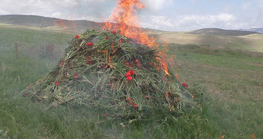 В Ярдымлинском районе уничтожено более 9 тысяч кустов мака В Ярдымлинском районе уничтожено более 9 тысяч кустов мака