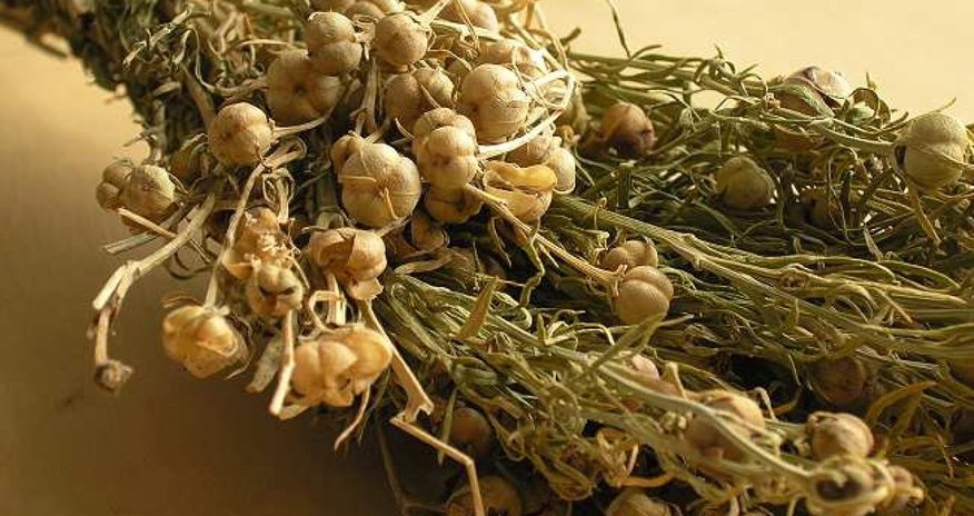 Azerbaijan's justice ministry warns against transporting harmala plant abroad Azerbaijan's justice ministry warns against transporting harmala plant abroad