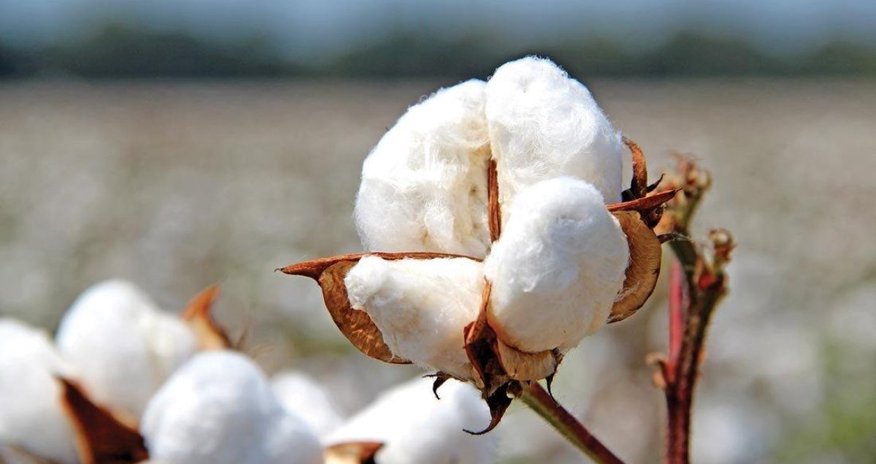 Azerbaijan boosts cotton output, earns over $100 million from fiber exports Azerbaijan boosts cotton output, earns over $100 million from fiber exports