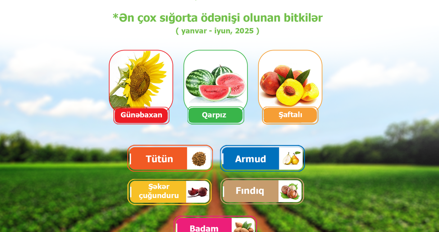 Azərbaycanda aqrar sığorta ödənişləri 4,4 milyon manatı ötüb Azərbaycanda aqrar sığorta ödənişləri 4,4 milyon manatı ötüb