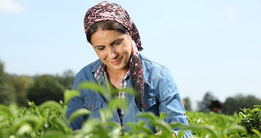 Azərbaycanın çay ixracı 2025-ci ilin ilk 8 ayında artıb Azərbaycanın çay ixracı 2025-ci ilin ilk 8 ayında artıb