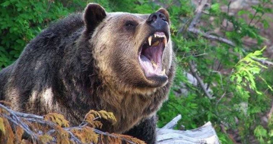 Qubada ayı hücumu olub, xəsarət alan var Qubada ayı hücumu olub, xəsarət alan var