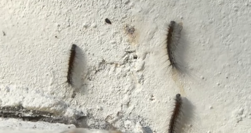 Bakının Xətai rayonunda yaşayış binalarını kütləvi şəkildə qurd basıb - Video Bakının Xətai rayonunda yaşayış binalarını kütləvi şəkildə qurd basıb - Video