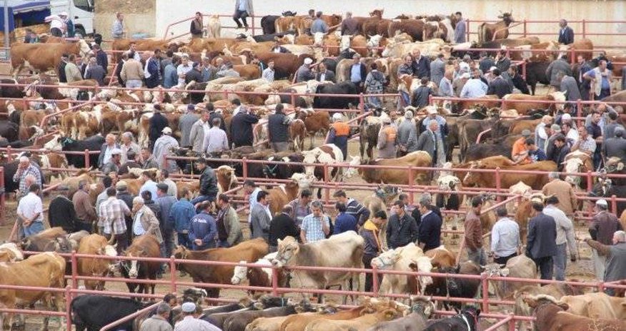 Обновленный Бардинский скотный рынок заработает в ближайшие дни Обновленный Бардинский скотный рынок заработает в ближайшие дни