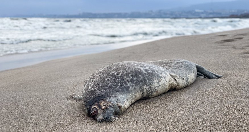Centre says Caspian seal deaths remain within normal range Centre says Caspian seal deaths remain within normal range