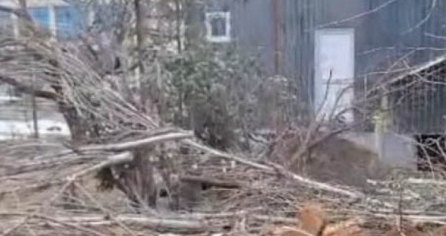 Tovuzda ağaclarının qırılması ilə bağlı araşdırma aparılır Tovuzda ağaclarının qırılması ilə bağlı araşdırma aparılır