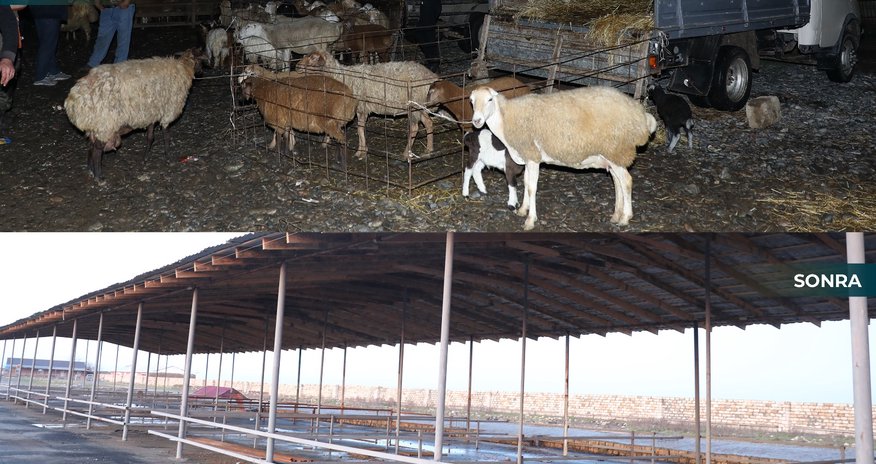 Biləsuvar heyvan bazarı yenidən fəaliyyətə başlayıb Biləsuvar heyvan bazarı yenidən fəaliyyətə başlayıb