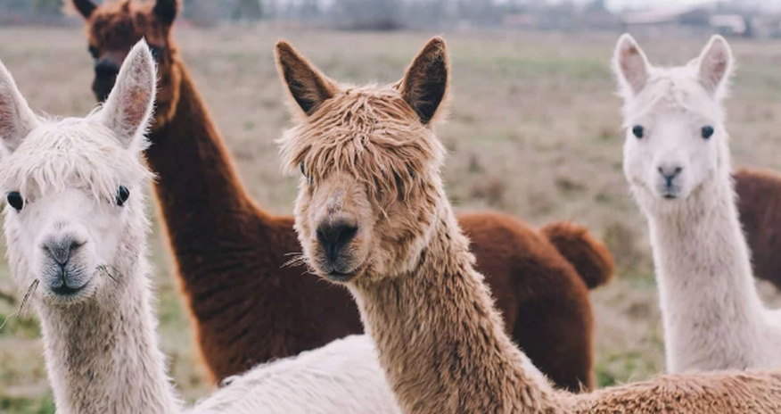 Llamas foil theft attempt on UK farm Llamas foil theft attempt on UK farm