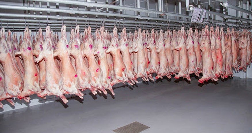 Azerbaijan boosts imports of Mongolian lamb Azerbaijan boosts imports of Mongolian lamb