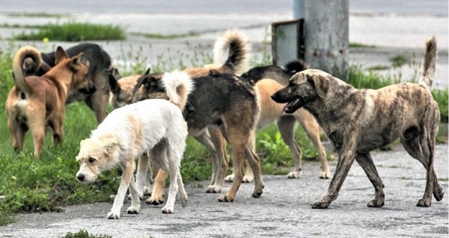 Bakıxanovda bir il ərzində 400-ə yaxın vətəndaşı it dişləyib Bakıxanovda bir il ərzində 400-ə yaxın vətəndaşı it dişləyib