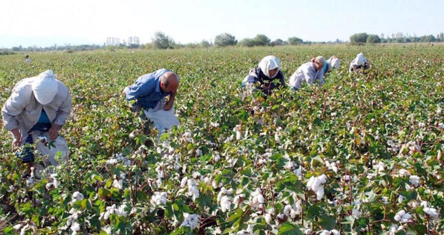 Azərbaycanda məşğul əhalinin 35%-i kənd təsərrüfatında çalışsa da, sektorun ÜDM-də payı 5,9%-dir Azərbaycanda məşğul əhalinin 35%-i kənd təsərrüfatında çalışsa da, sektorun ÜDM-də payı 5,9%-dir