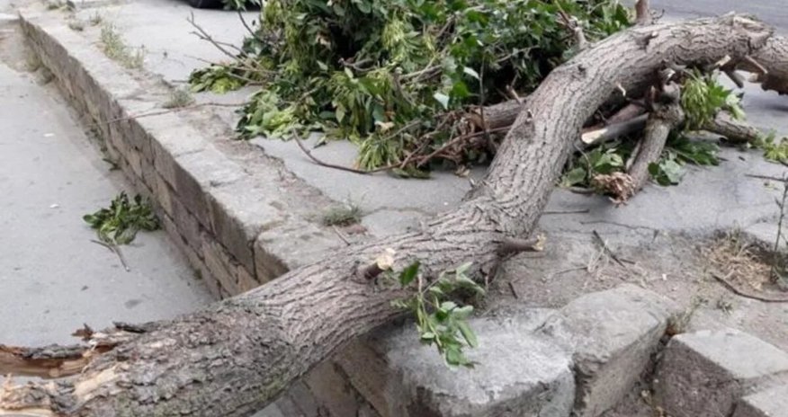 Bakıda güclü külək səbəbindən 34 ağac aşıb Bakıda güclü külək səbəbindən 34 ağac aşıb