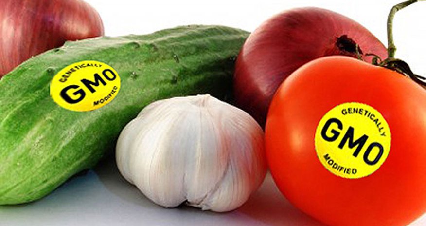 GMO məhsulların sığortalanması adi əkinlərlə eyni prinsiplərə əsaslanır - FAO rəsmisi GMO məhsulların sığortalanması adi əkinlərlə eyni prinsiplərə əsaslanır - FAO rəsmisi