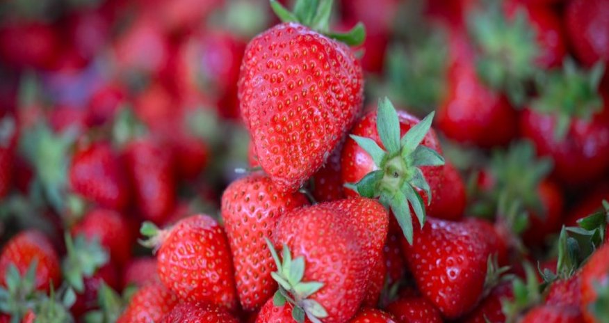 Azerbaijan’s strawberry exports surge more than fivefold Azerbaijan’s strawberry exports surge more than fivefold