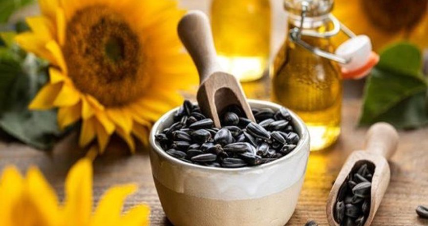 Oil World forecasts largest sunflower crop in five years Oil World forecasts largest sunflower crop in five years