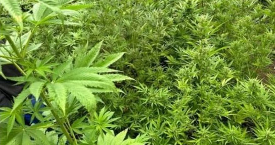 В Азербайджане за сутки уничтожено свыше тонны дикорастущей конопли В Азербайджане за сутки уничтожено свыше тонны дикорастущей конопли