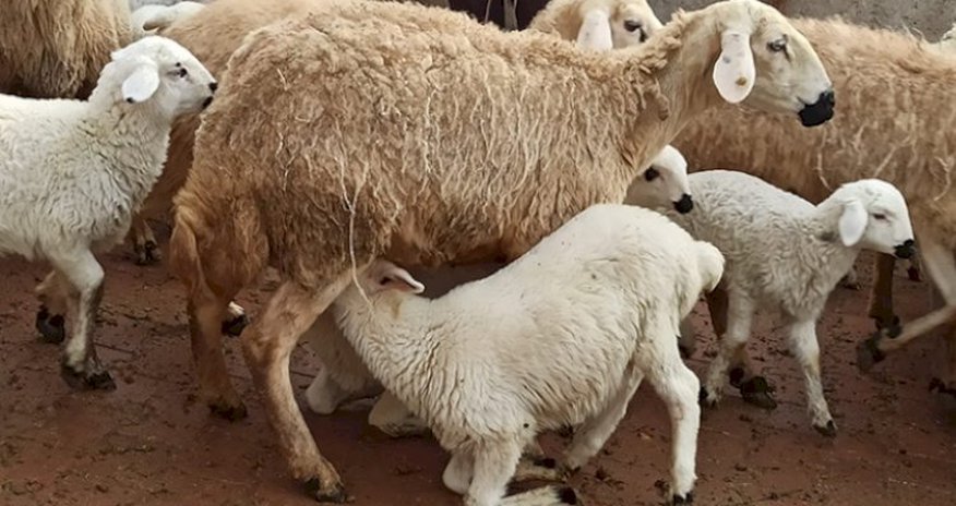 Georgia nearly triples earnings from sheep exports to Azerbaijan Georgia nearly triples earnings from sheep exports to Azerbaijan