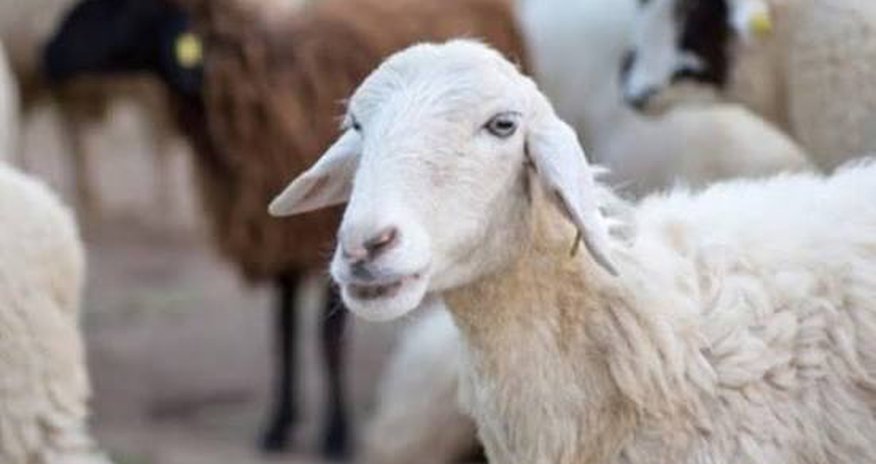 Georgia nearly triples earnings from sheep exports to Azerbaijan Georgia nearly triples earnings from sheep exports to Azerbaijan