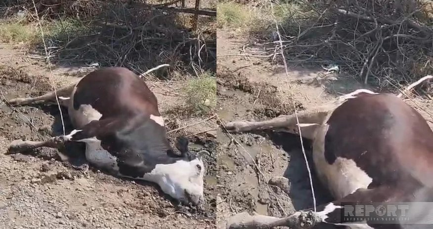 Cəlilabadda elektrik naqilinə toxunan iribuynuzlu heyvan tələf olub Cəlilabadda elektrik naqilinə toxunan iribuynuzlu heyvan tələf olub